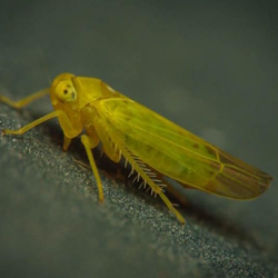 Fagocyba cruenta